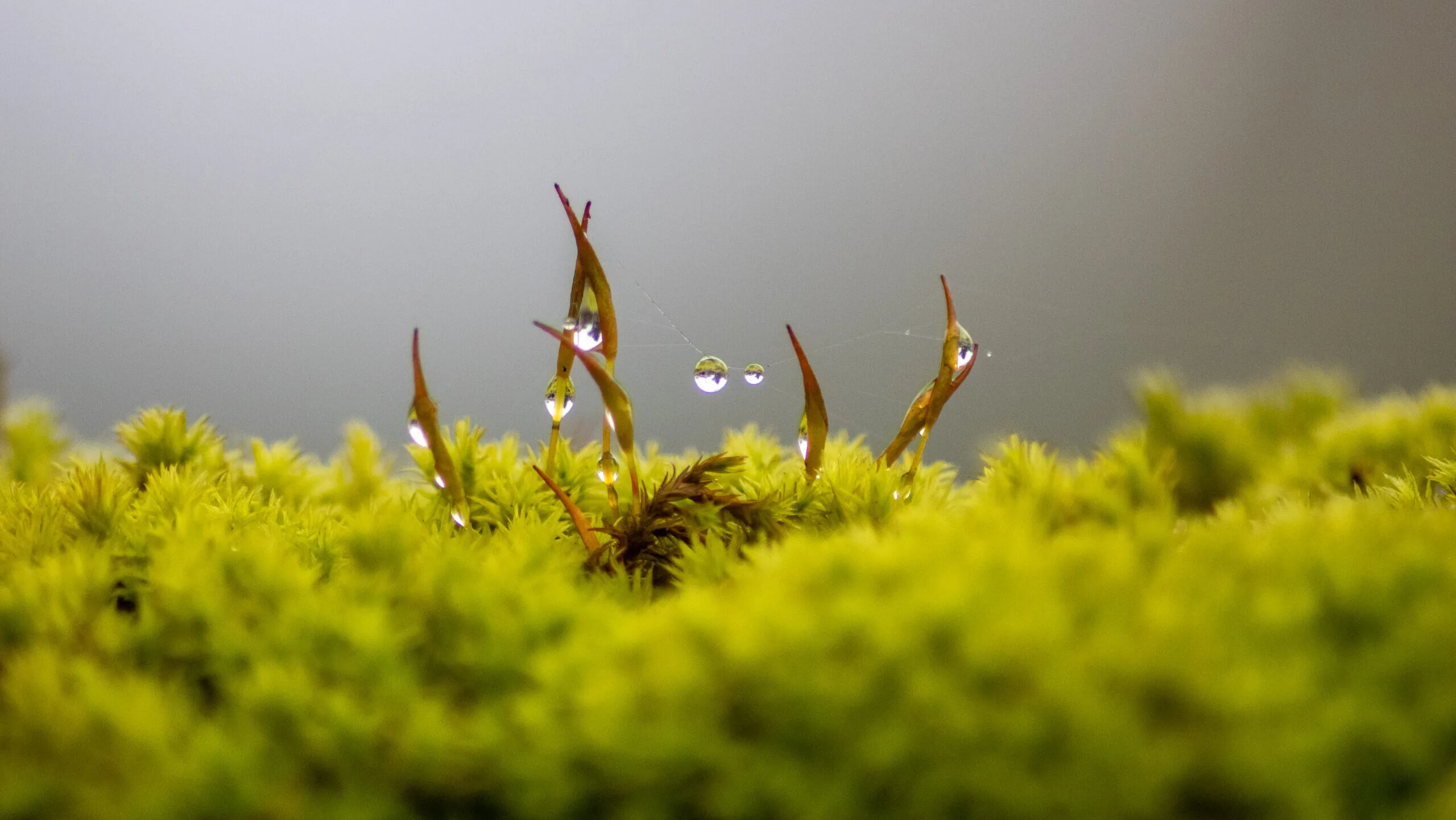 Galerie Proxy/Macro