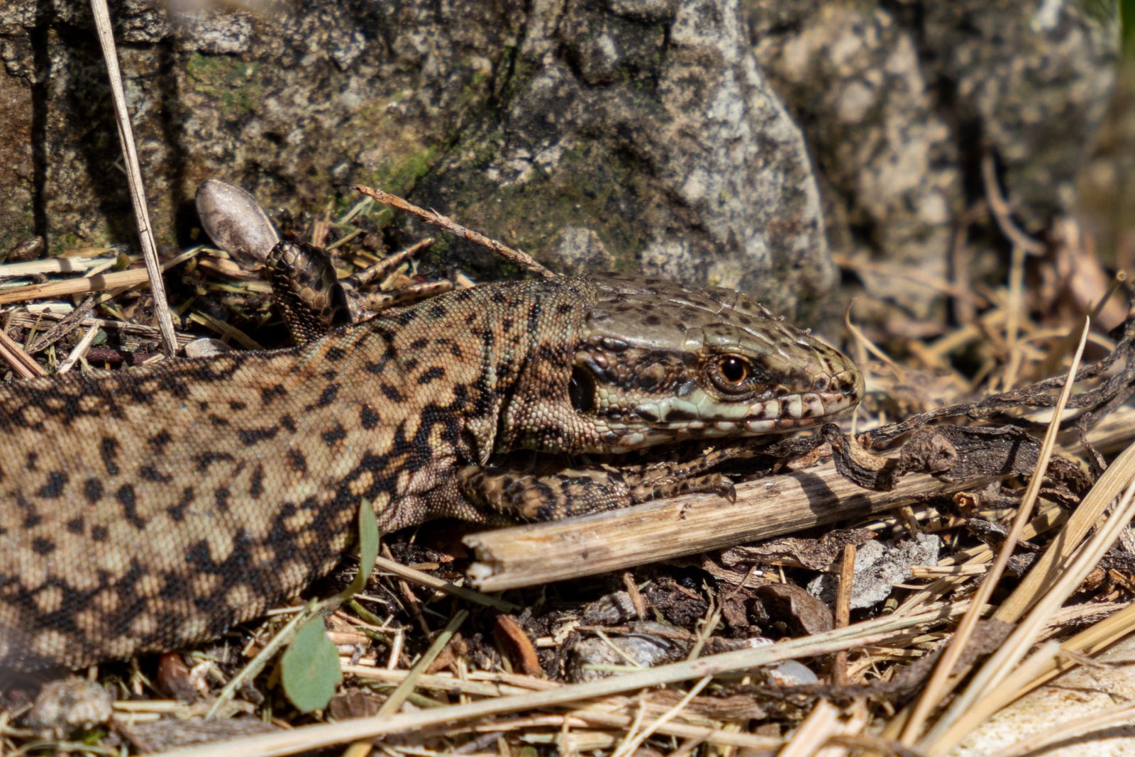 Petit lézard